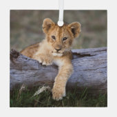 最も可愛い赤ん坊の動物 |かわいいライオンの子 ガラスオーナメント (裏面)