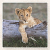最も可愛い赤ん坊の動物 |かわいいライオンの子 ガラスコースター (正面)