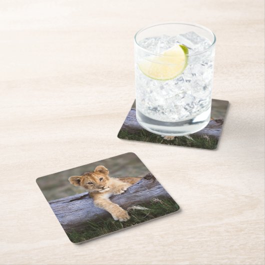 最も可愛い赤ん坊の動物 |かわいいライオンの子 スクエアペーパーコースター (インサイチュ)