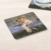 最も可愛い赤ん坊の動物 |かわいいライオンの子 スクエアペーパーコースター (アングル)