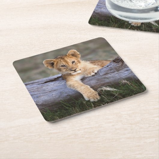 最も可愛い赤ん坊の動物 |かわいいライオンの子 スクエアペーパーコースター (アングル)