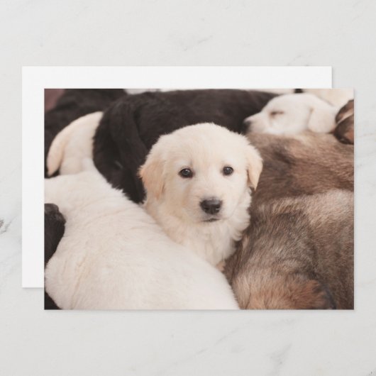 最も可愛い赤ん坊の動物 |かわいい子犬の山 サンキューカード (正面/裏面)