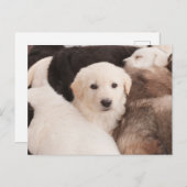 最も可愛い赤ん坊の動物 |かわいい子犬の山 ポストカード (正面/裏面)