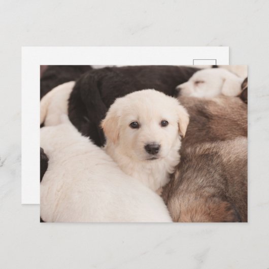 最も可愛い赤ん坊の動物 |かわいい子犬の山 ポストカード (正面/裏面)
