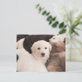 最も可愛い赤ん坊の動物 |かわいい子犬の山 ポストカード (スタンド正面)