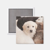 最も可愛い赤ん坊の動物 |かわいい子犬の山 マグネット (正面/裏面)