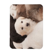 最も可愛い赤ん坊の動物 |かわいい子犬の山 マグネット (縦)