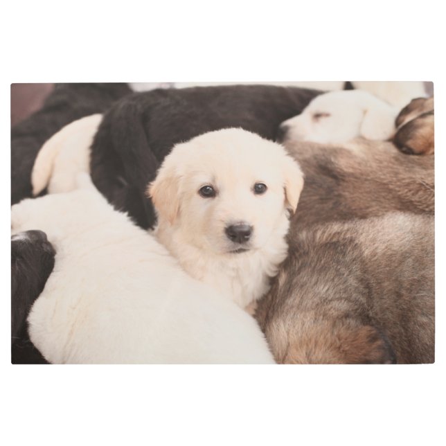 最も可愛い赤ん坊の動物 |かわいい子犬の山 メタルプリント (正面)