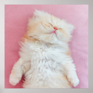 最も可愛い赤ん坊の動物 かわいい子猫が寝ている ポスター