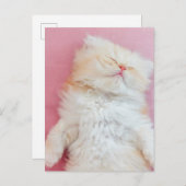 最も可愛い赤ん坊の動物 |かわいい子猫が寝ている ポストカード (正面/裏面)