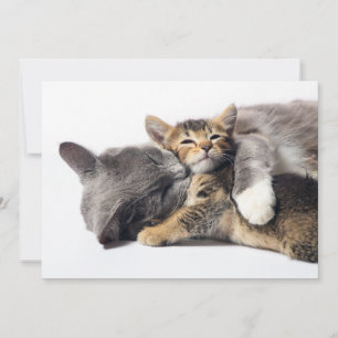 最も可愛い赤ん坊の動物 かわいい子猫ハグ サンキューカード