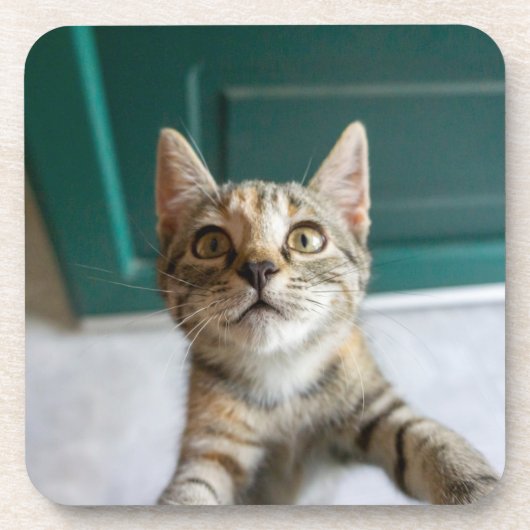 最も可愛い赤ん坊の動物 |かわいい虎猫の子猫 コースター (正面)