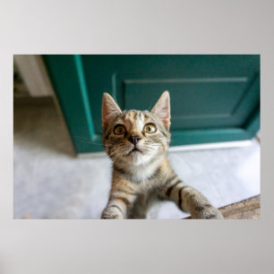 最も可愛い赤ん坊の動物  かわいい虎猫の子猫 ポスター