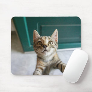 最も可愛い赤ん坊の動物 かわいい虎猫の子猫 マウスパッド