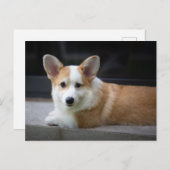 最も可愛い赤ん坊の動物 |のリラックスコーギの子犬 ポストカード (正面/裏面)