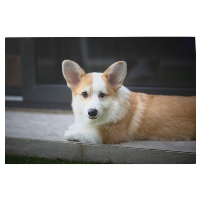 最も可愛い赤ん坊の動物 |のリラックスコーギの子犬 メタルプリント (正面)