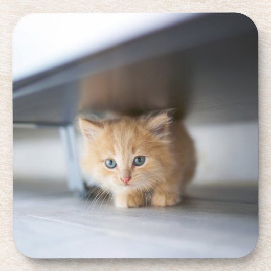 最も可愛い赤ん坊の動物 |ふわふわのオレンジ色の子猫 コースター (正面)