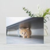 最も可愛い赤ん坊の動物 |ふわふわのオレンジ色の子猫 サンキューカード (スタンド正面)