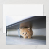 最も可愛い赤ん坊の動物 |ふわふわのオレンジ色の子猫 サンキューカード (正面/裏面)