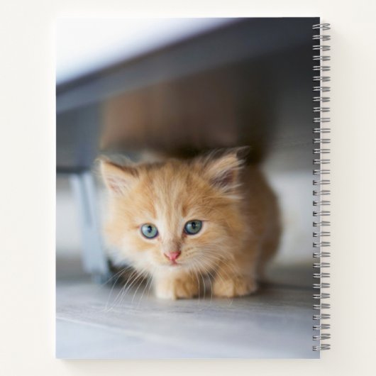 最も可愛い赤ん坊の動物 |ふわふわのオレンジ色の子猫 ノートブック (裏面)