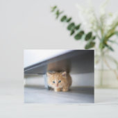 最も可愛い赤ん坊の動物 |ふわふわのオレンジ色の子猫 ポストカード (スタンド正面)