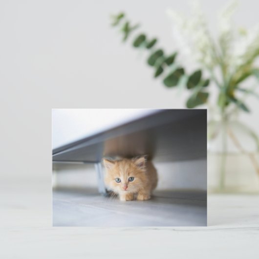 最も可愛い赤ん坊の動物 |ふわふわのオレンジ色の子猫 ポストカード (スタンド正面)