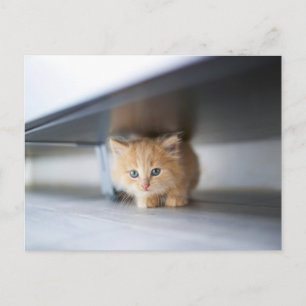 最も可愛い赤ん坊の動物 ふわふわのオレンジ色の子猫 ポストカード