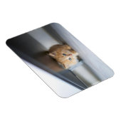 最も可愛い赤ん坊の動物 |ふわふわのオレンジ色の子猫 マグネット (右側)