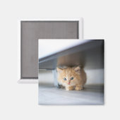 最も可愛い赤ん坊の動物 |ふわふわのオレンジ色の子猫 マグネット (正面/裏面)