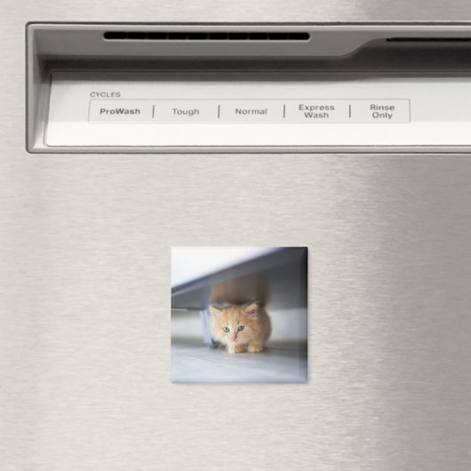 最も可愛い赤ん坊の動物 |ふわふわのオレンジ色の子猫 マグネット (インサイチュ (食洗機))