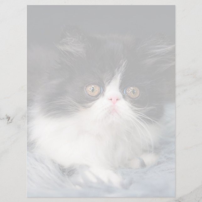 最も可愛い赤ん坊の動物 |ふわふわB&Wキッテン (正面)