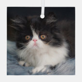 最も可愛い赤ん坊の動物 |ふわふわB&Wキッテン ガラスオーナメント (裏面)