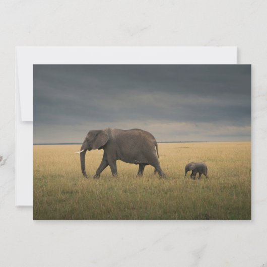最も可愛い赤ん坊の動物 |アフリカゾウ科 サンキューカード (正面)