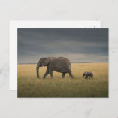 最も可愛い赤ん坊の動物 |アフリカゾウ科 ポストカード (正面/裏面)