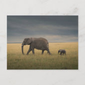 最も可愛い赤ん坊の動物 |アフリカゾウ科 ポストカード (正面)