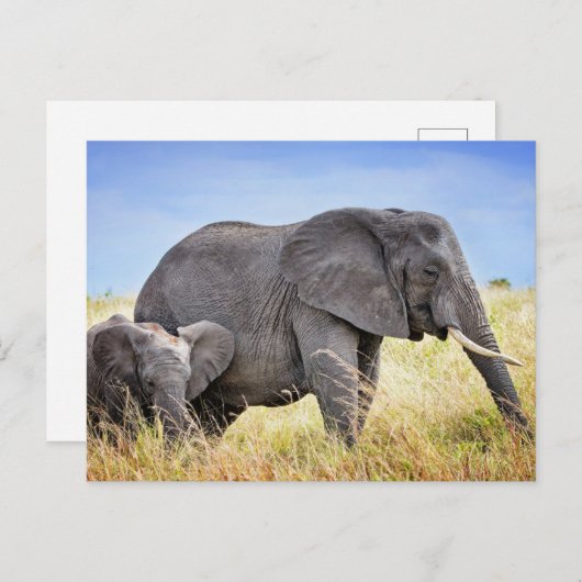 最も可愛い赤ん坊の動物 |アフリカゾウ&マザー ポストカード (正面/裏面)