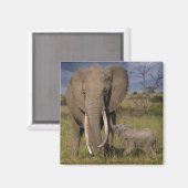 最も可愛い赤ん坊の動物 |アマゾウとベビー マグネット (正面/裏面)