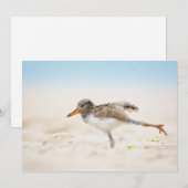 最も可愛い赤ん坊の動物 |アメリカのオイスターキャッチャー・シック サンキューカード (正面/裏面)