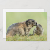 最も可愛い赤ん坊の動物 |アルパインマーモットファミリー サンキューカード (正面/裏面)