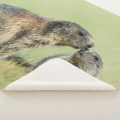 最も可愛い赤ん坊の動物 |アルパインマーモットファミリー シェルパブランケット (3/4)