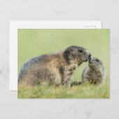最も可愛い赤ん坊の動物 |アルパインマーモットファミリー ポストカード (正面/裏面)
