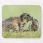 最も可愛い赤ん坊の動物 |アルパインマーモットファミリー マウスパッド (正面)