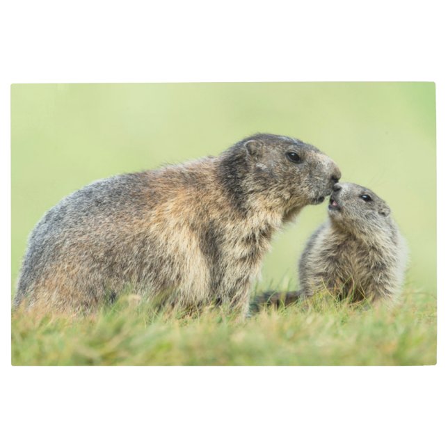 最も可愛い赤ん坊の動物 |アルパインマーモットファミリー メタルプリント (正面)