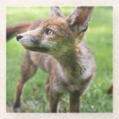 最も可愛い赤ん坊の動物 |アーバンキツネ ガラスコースター (正面)