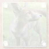 最も可愛い赤ん坊の動物 |アーバンキツネ ガラスコースター (裏面)