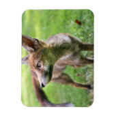 最も可愛い赤ん坊の動物 |アーバンキツネ マグネット (縦)