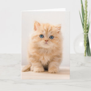 最も可愛い赤ん坊の動物 イギリスのロングヘアの子猫 カード