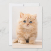 最も可愛い赤ん坊の動物 |イギリスのロングヘアの子猫 サンキューカード (正面)