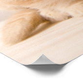 最も可愛い赤ん坊の動物 |イギリスのロングヘアの子猫 ポスター (角)