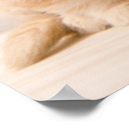 最も可愛い赤ん坊の動物 |イギリスのロングヘアの子猫 ポスター (角)